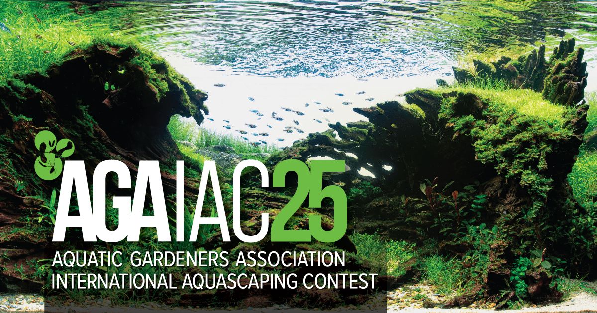 2025 Nano Aquascaping Trends for Vivarium Design
