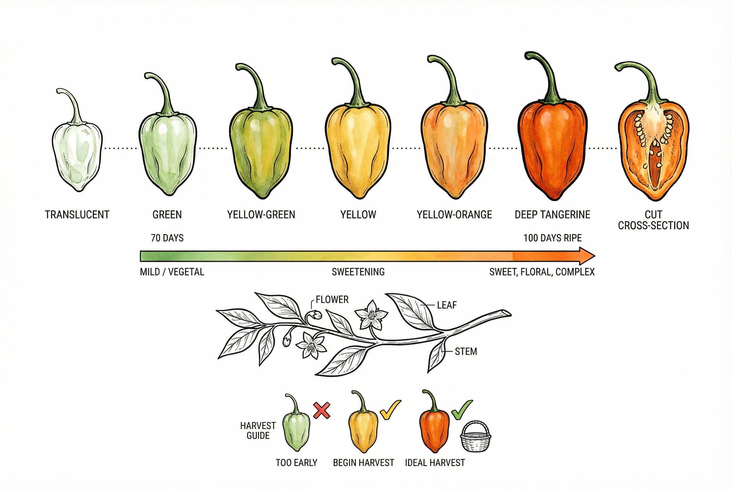 Habanada pepper color stages from green to ripe orange
