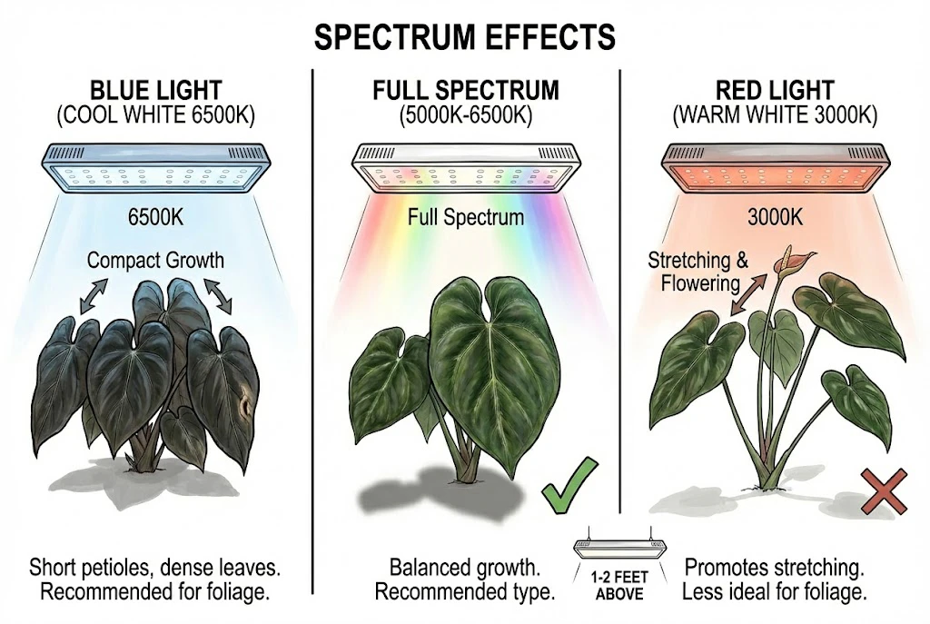 Anthurium King of Spades Care Guide:A comparison of plant growth shapes under blue, full spectrum, and red grow lights.