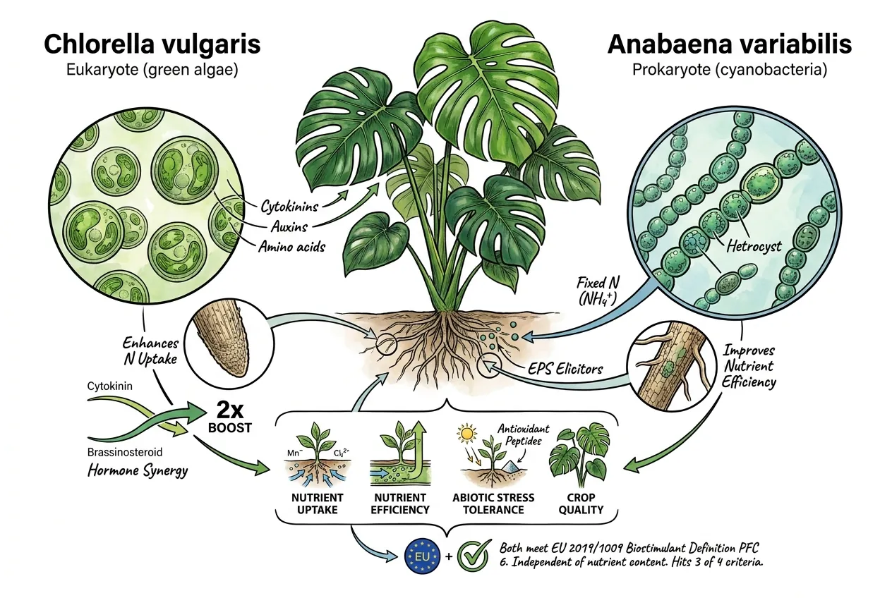 Biostimulant category diagram comparing microalgae and cyanobacteria