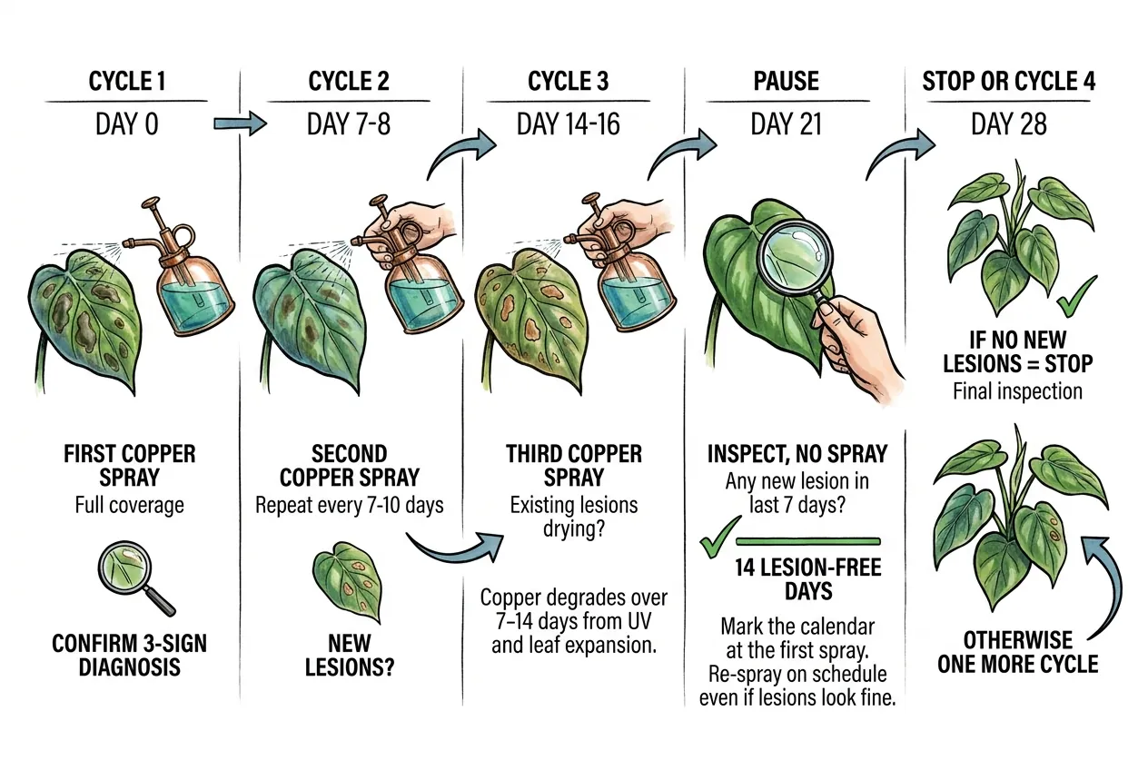 Calendar marked with weekly copper spray cycles over 28 days