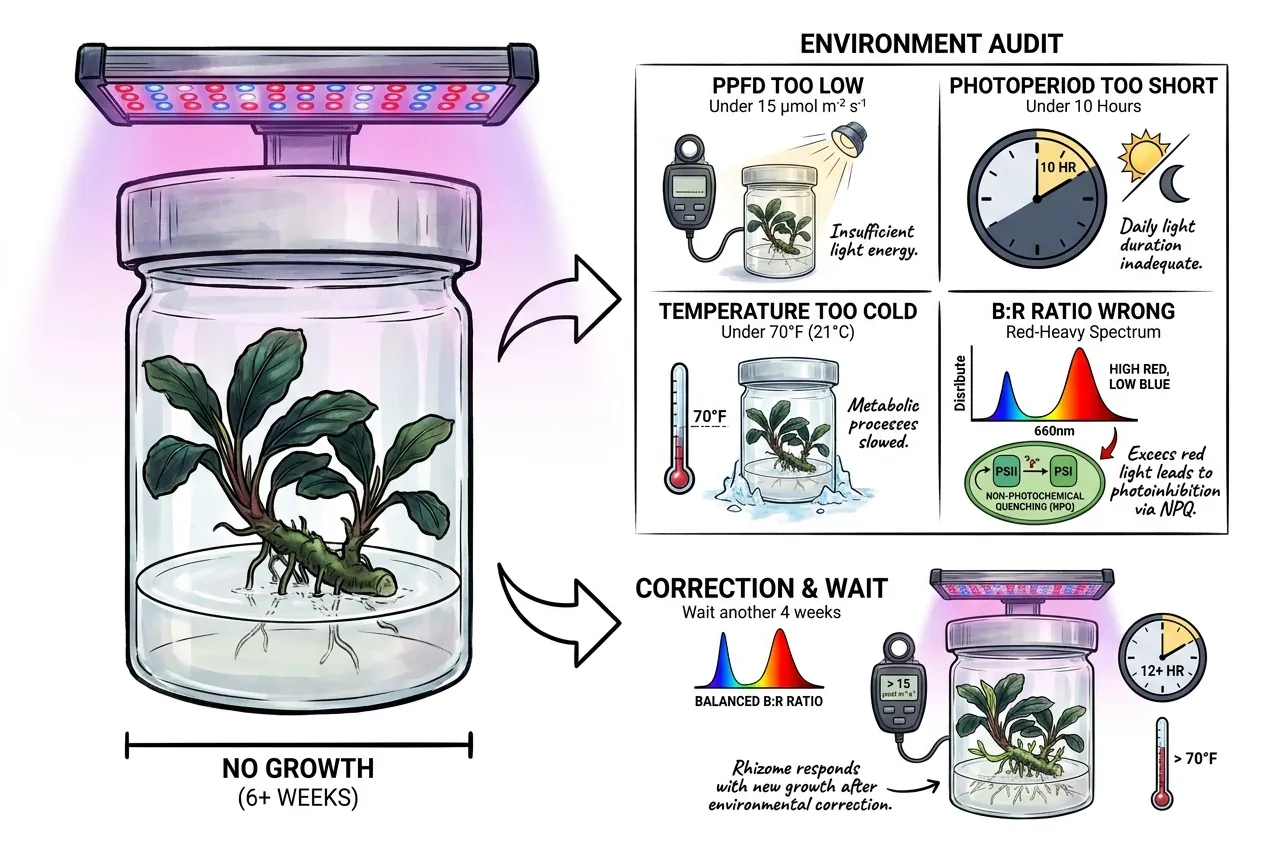 Audit checklist for stalled Bucephalandra rhizome growth conditions
