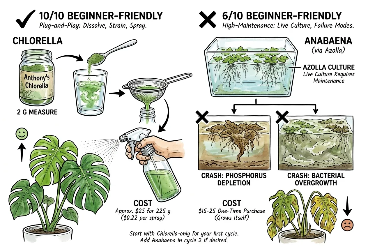Chlorella powder versus live Azolla culture for beginners