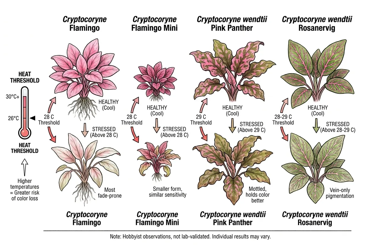 Pink Cryptocoryne cultivar comparison ranked by heat tolerance